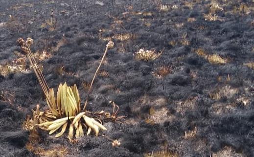 Director de Corpoboyacá rechaza quema de frailejones en Páramo de Siscuncí – Ocetá