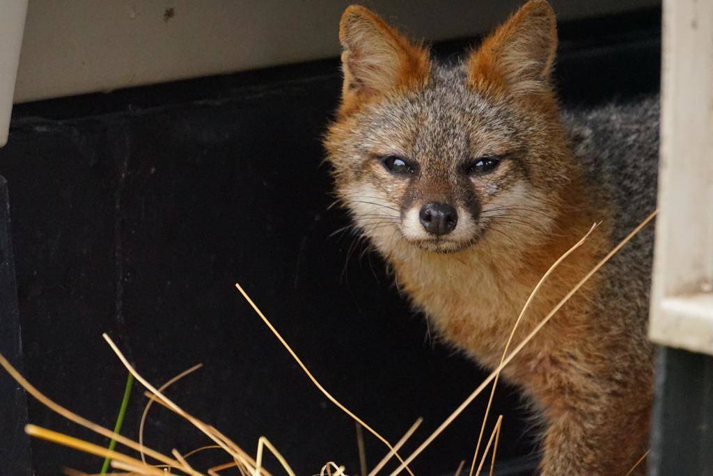 Recursos para hospital de emergencias de fauna silvestre de Boyacá