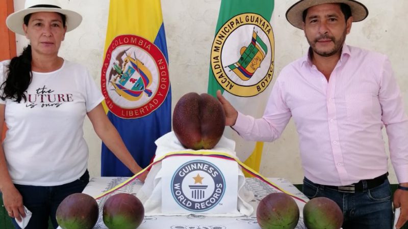 Guayatá expone el mango más grande del mundo