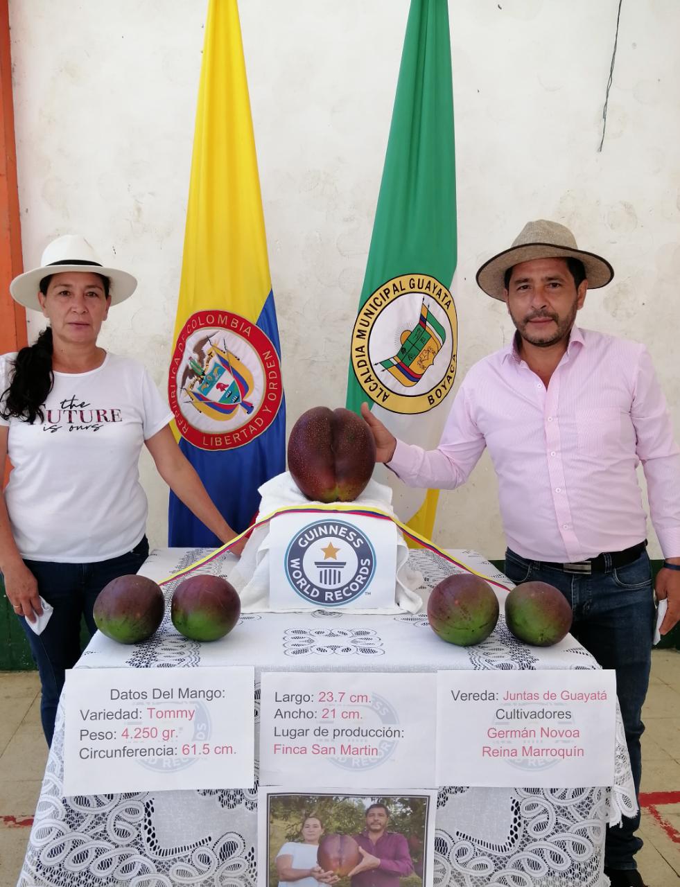 Guayatá expone el mango más grande del mundo