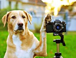 Concurso de fotografía a favor de los animales