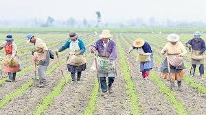 Recursos del Gobierno Nacional para el campo son insuficientes, así lo aseguran los productores.