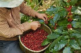 Producción de café Colombiano cayó 9 % en septiembre