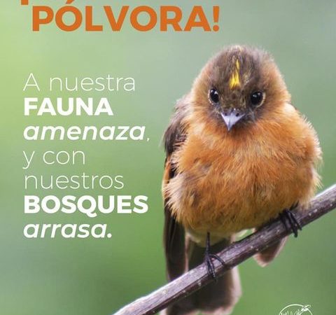 NO A LA PÓLVORA, amenaza la fauna y arrasa con los bosques