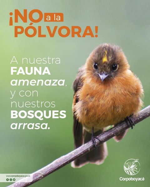 NO A LA PÓLVORA, amenaza la fauna y arrasa con los bosques