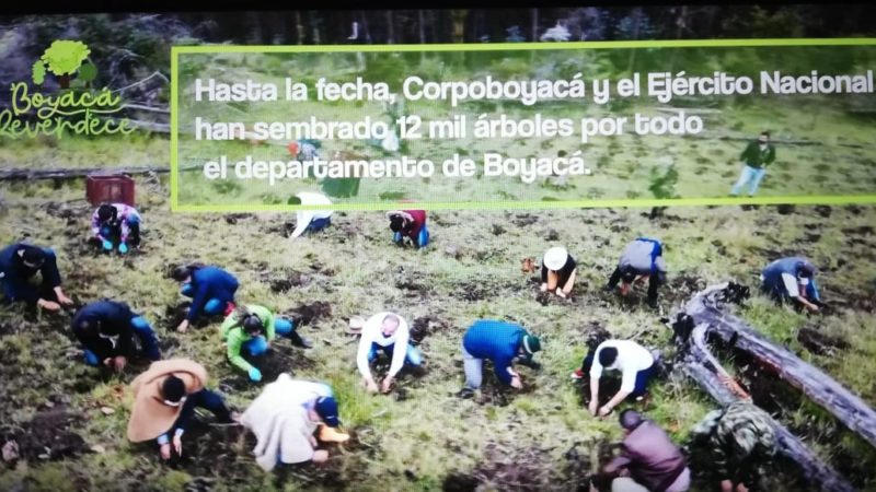 ” Boyacá Reverdece” busca plantar 1 millón de nuevos árboles al término del 2023.