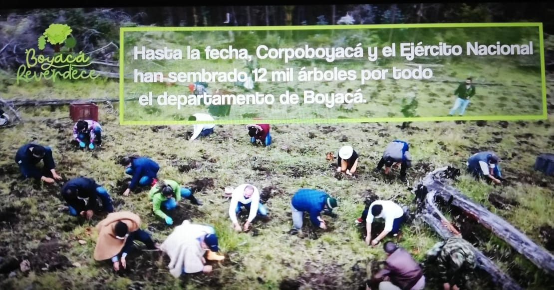 ” Boyacá Reverdece” busca plantar 1 millón de nuevos árboles al término del 2023.