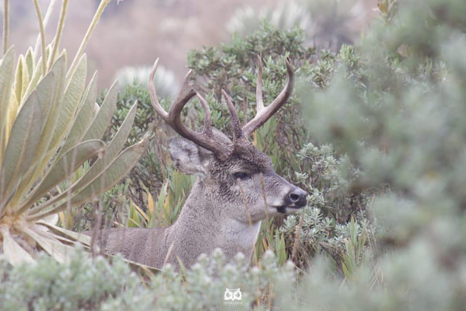 En el último año Corpoboyacá rescató 360 especies de animales