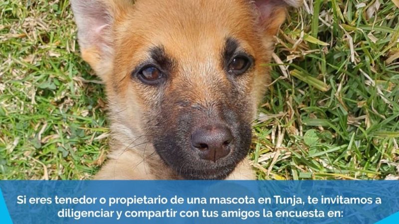 Jornada de Censo de población canina y felina en la ciudad de Tunja 2021