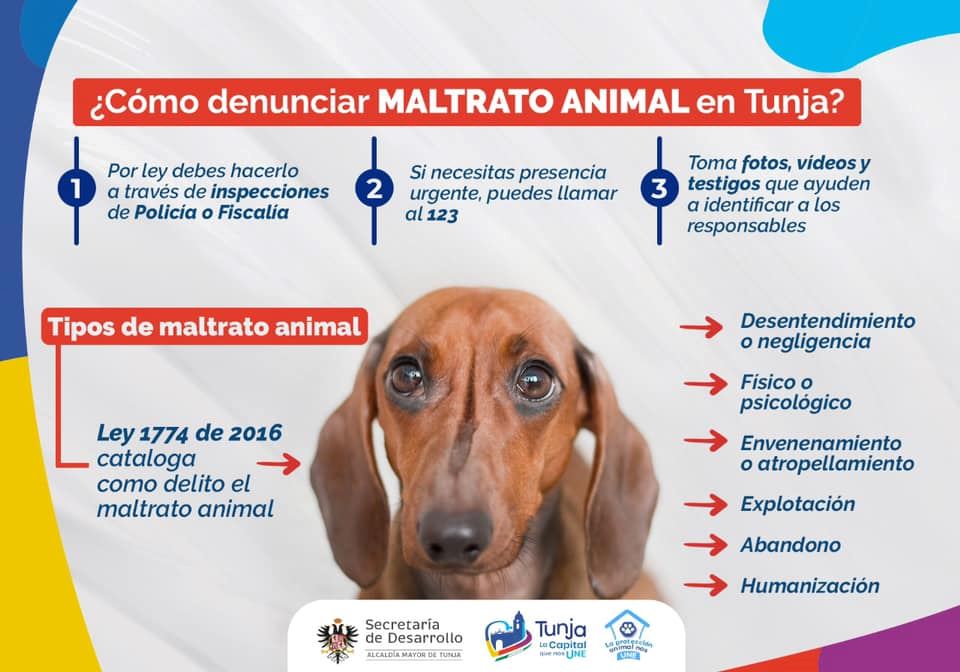 ¿Cómo denunciar maltrato animal en Tunja?