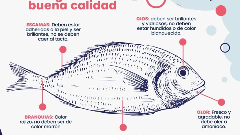 Características del pescado fresco que aseguran su buena calidad