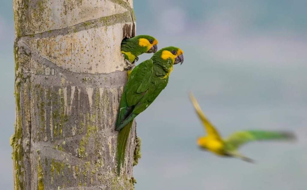 Gobierno de Boyacá invita a denunciar el tráfico de fauna silvestre