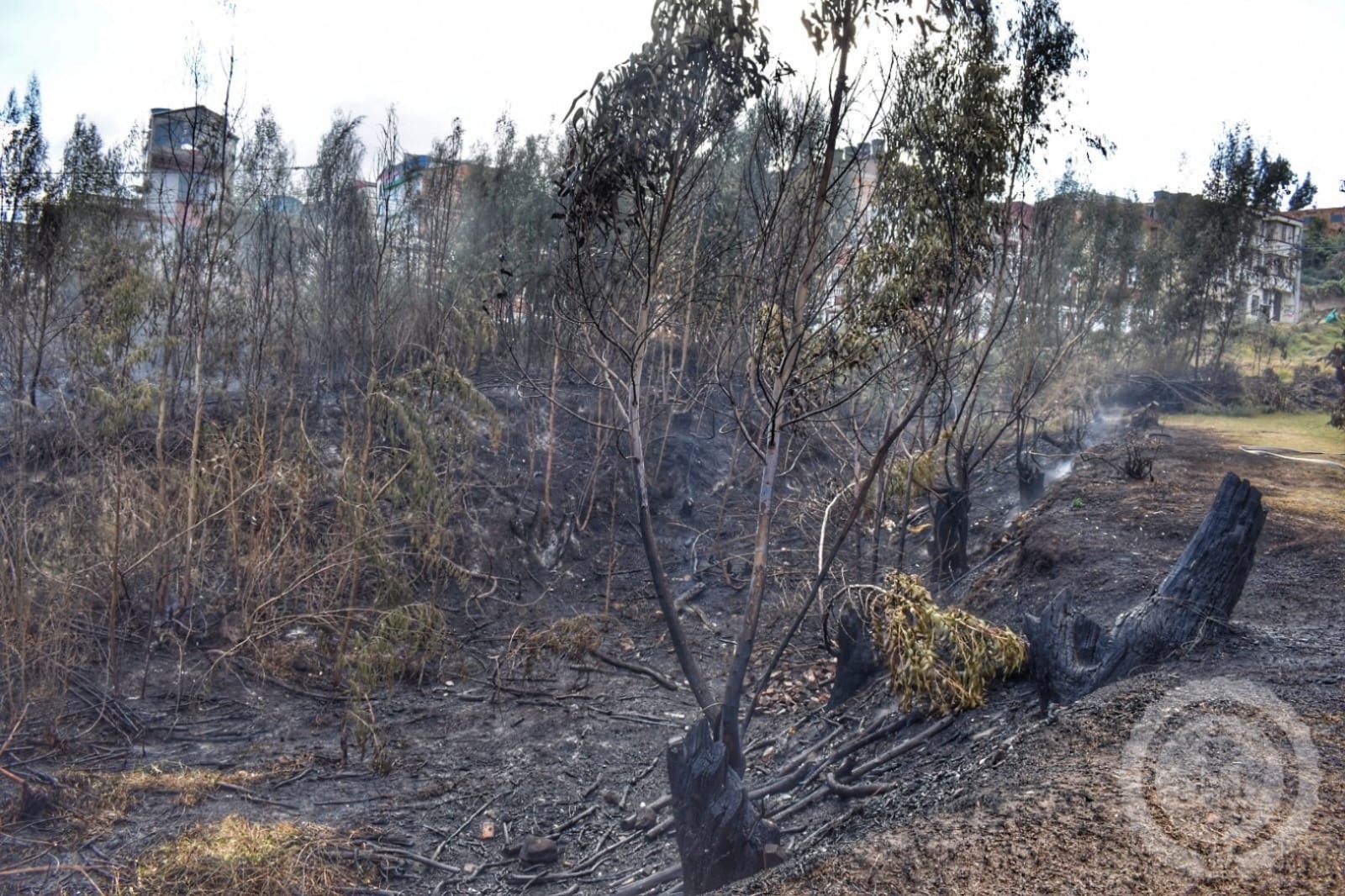 Incendio en zona boscosa al norte de Tunja